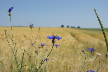 Blume mit Feld im Hintergrund