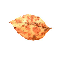 Yellow leaf with orange spots. Watercolor illustration.
