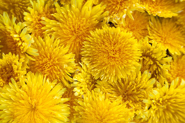 Blooming yellow flowers