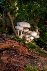 Vertical closeup shot of the Udemansiella mucosa fungus growing on a tree in the forest