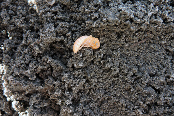 A close-up of a garden chafer pupa on the ground