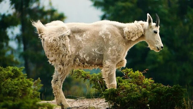 Sheep looking at camera