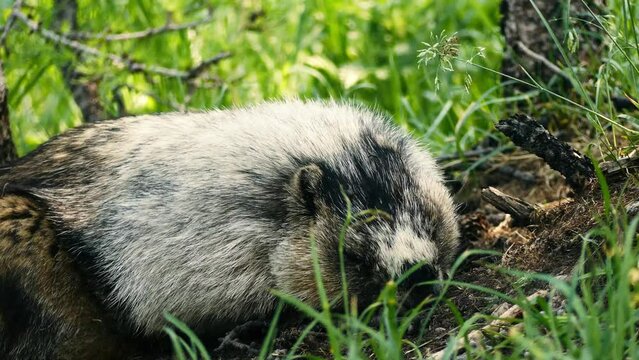 Animal wildlife jasper Alberta