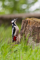 Great spotted woodpecker by left side of tree stump