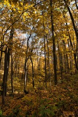 Obraz premium Vertical shot of a beautiful forest in Whitby, Canada