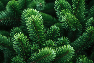 Festive Christmas scene featuring the green, prickly boughs of a fir or pine branch.