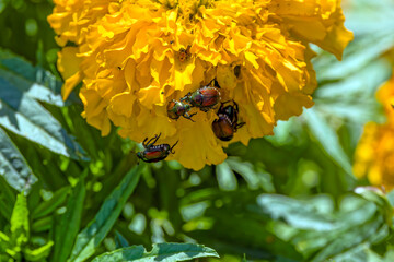 Fototapete bei efototapeten.de bestellen   