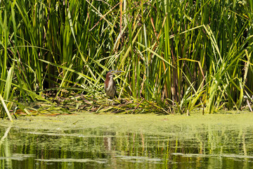 The green heron (Butorides virescens) on the hunt