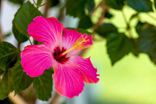 Hibiscus flower (Hibiscus syriacus)  known as rose mallow, hardy hibiscus, rose of sharon, and tropical hibiscus.