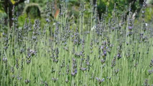 rickety lavender flower