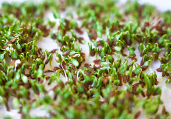 Sprouting of the seeds (linseeds)