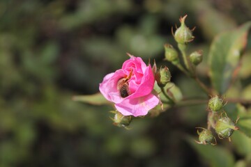 Closeup shot of a bee collecting nectar from a pink rose in the garden