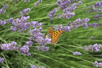 Naklejka premium Closeup shot of a silver-washed fritillary butterfly on a lavender