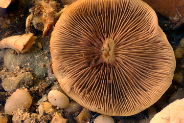 Mushroom Gills Mandala A