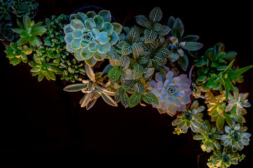 Suculants and mood lighting in this living sculpture of nature