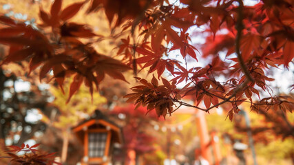 red maple leaf with blur torii gate Arakura Sengen shrine, Yamanashi