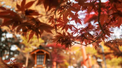Fototapeten red maple leaf with blur torii gate Arakura Sengen shrine, Yamanashi © Blanscape