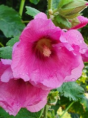 Purple hollyhock flower with raindrops on the petals. Close up.