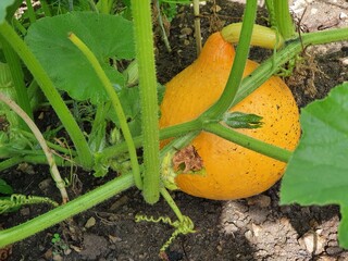 Pumpkin "Hokkaidó" growing in the home garden