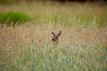 Reh im Wildacker