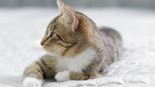 Cute toby kitten turns and looks at the camera