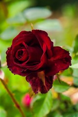 Vertical close-up of a beautiful red rose in a garden