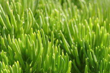 Fototapeta na wymiar Natural green grass plants in spring. Cover page greenery. Environment ecology wallpaper. Spring background. Abstract green background.