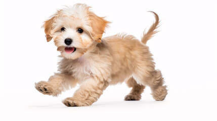 A vivacious Maltipoo puppy gambolling and frolicking unaccompanied against a white background. - obrazy, fototapety, plakaty