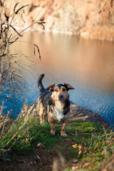 A homeless animal, a dog on the street. A purebred dog on the street. animal care. a shelter for dogs. human kindness. a cute unfortunate dog. a kind doggie.