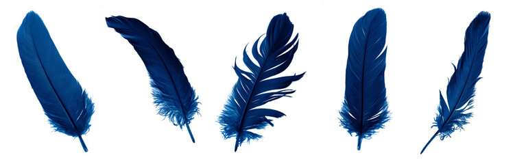blue feather isolated on white - obrazy, fototapety, plakaty