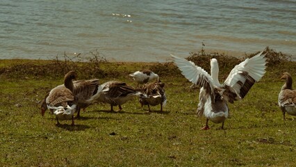 Image of geese standing in a group by the lake and one white goose spreads its wings.