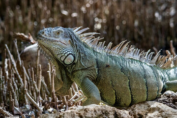 Colorful Iguana at Wildlife Sanctuary in San Pedro Belize