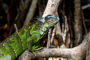 Colorful Iguana at Wildlife Sanctuary in San Pedro Belize