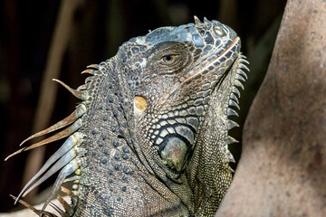 Colorful Iguana at Wildlife Sanctuary in San Pedro Belize