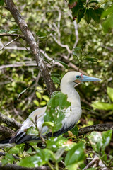 Red-footed Boobies at Half Moon Caye in Belize