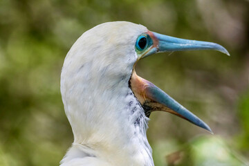 Red-footed Boobies at Half Moon Caye in Belize