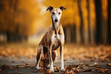 Obraz na płótnie Canvas Greyhound - Portraits of AKC Approved Canine Breeds