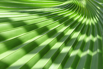 Tropical vegetation concept. Green palm leaves in tropical forest. Texture of green palm Leaf. Abstract background. Beautiful light shadow on a large palm leaf. Striped palm foliage in rainforest