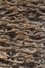 Palm tree trunk detail of the background pattern. Palm tree trunk texture. Cracked bark of old tropical palm trees. Upper trunk detail of palm tree background texture pattern. Exotic travel. Jungle - obrazy, fototapety, plakaty