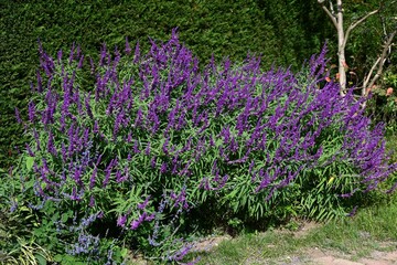 Obraz premium Salvia splendens flowers. Lamiaceae perennial plants. Long lip flowers emerge from the tubular calyx from June to November. There are varieties with different flower colors all over the world. 
