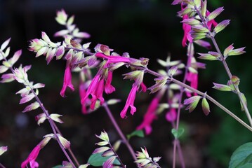 Salvia splendens flowers. Lamiaceae perennial plants. Long lip flowers emerge from the tubular calyx from June to November. There are varieties with different flower colors all over the world.
