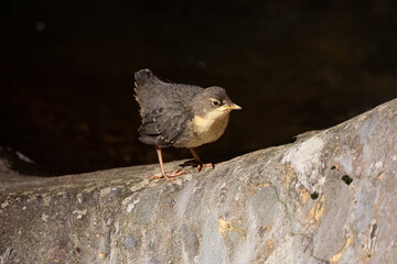 merlo acquaiolo (Cinclus cinclus) dipper