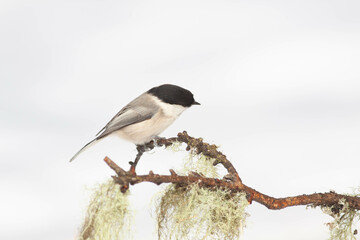 Bird in the wilderness.