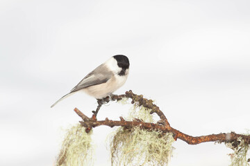 Bird in the wilderness.
