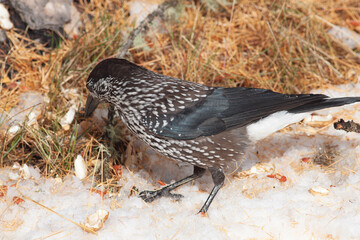 Bird in the wilderness.