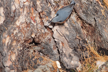 Bird in the wilderness.