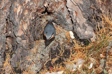 Bird in the wilderness.