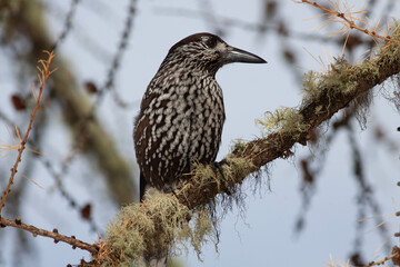 Bird in the wilderness.