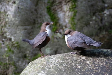 merlo acquaiolo (Cinclus cinclus) dipper