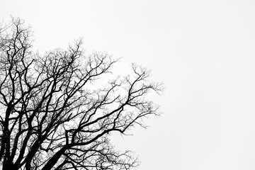 Fototapeta na wymiar Leafless Oak tree branches silhouette. Black and white. Natural oak tree branches silhouette on a white background. Silhouettes of a dark gloomy forest with textured trees on a white background. 